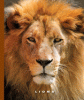 Lions