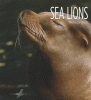 Sea lions