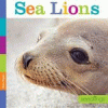 Sea lions