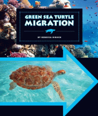 Green sea turtle migration