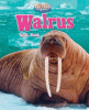 Walrus : tusk, tusk