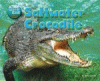 Saltwater crocodile