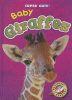 Baby giraffes