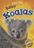 Baby koalas