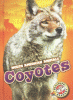 Coyotes