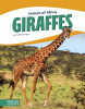 Giraffes