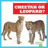 Cheetah or leopard?