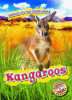 Kangaroos