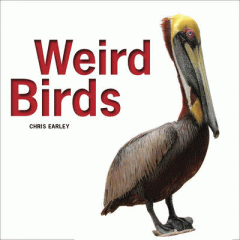 Weird birds