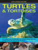 Turtles & tortoises : an in-depth look at chelonia...