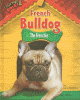 French bulldog : the frenchie