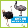 Emu or ostrich?