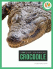 Crocodile